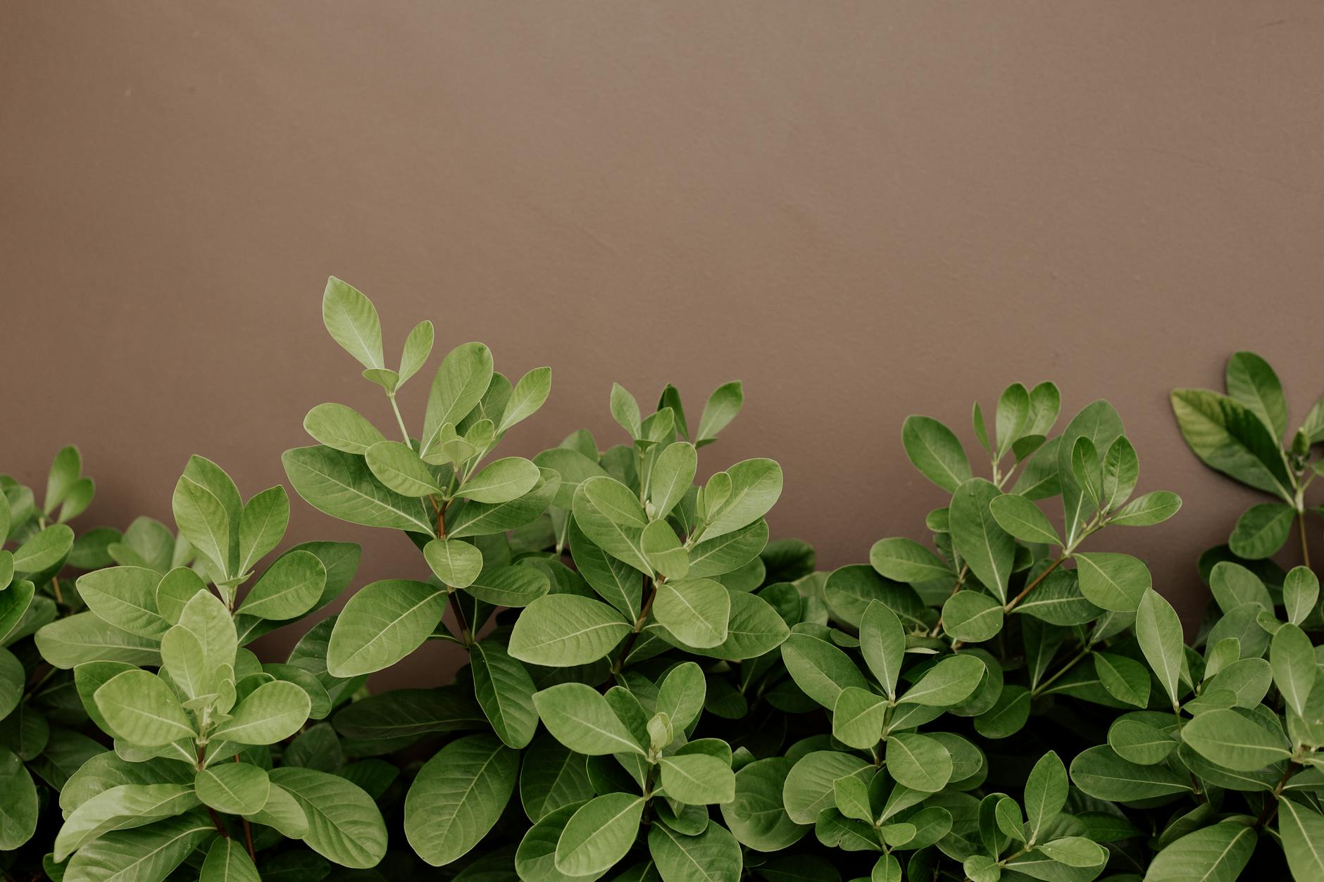 Zbliżenie zielonych liści na tle brązowej, rozmytej ściany